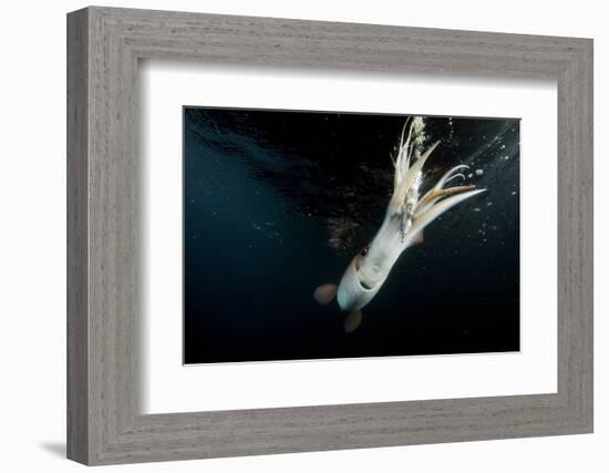 Humboldt Squid (Dosidicus Gigas) Attracted to 'Squid Jig' Bait Which Glows at Night Off Loreto-Franco Banfi-Framed Photographic Print