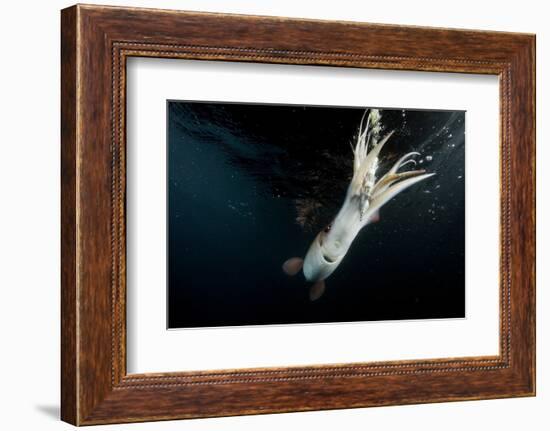 Humboldt Squid (Dosidicus Gigas) Attracted to 'Squid Jig' Bait Which Glows at Night Off Loreto-Franco Banfi-Framed Photographic Print
