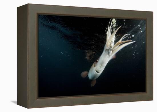 Humboldt Squid (Dosidicus Gigas) Attracted to 'Squid Jig' Bait Which Glows at Night Off Loreto-Franco Banfi-Framed Premier Image Canvas