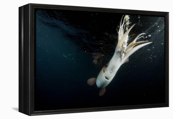 Humboldt Squid (Dosidicus Gigas) Attracted to 'Squid Jig' Bait Which Glows at Night Off Loreto-Franco Banfi-Framed Premier Image Canvas