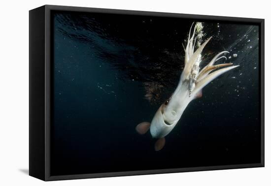 Humboldt Squid (Dosidicus Gigas) Attracted to 'Squid Jig' Bait Which Glows at Night Off Loreto-Franco Banfi-Framed Premier Image Canvas