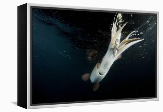 Humboldt Squid (Dosidicus Gigas) Attracted to 'Squid Jig' Bait Which Glows at Night Off Loreto-Franco Banfi-Framed Premier Image Canvas