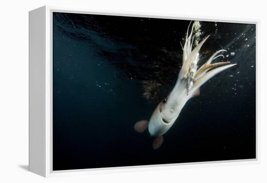 Humboldt Squid (Dosidicus Gigas) Attracted to 'Squid Jig' Bait Which Glows at Night Off Loreto-Franco Banfi-Framed Premier Image Canvas