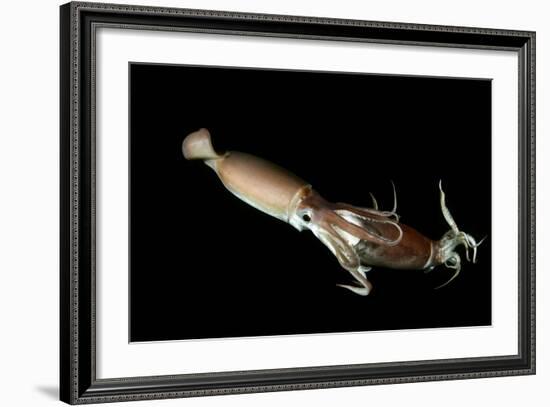 Humboldt Squid (Dosidicus Gigas) Cannibalising Another Squid of the Same Species-Franco Banfi-Framed Photographic Print