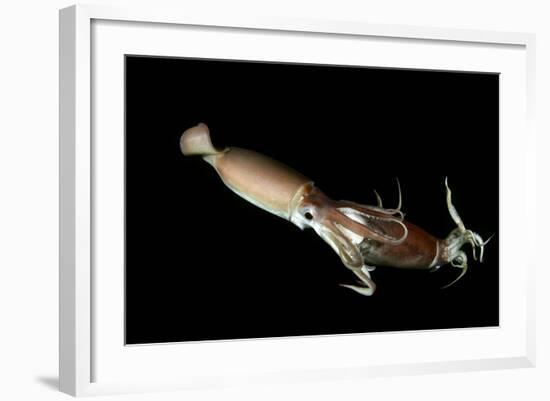 Humboldt Squid (Dosidicus Gigas) Cannibalising Another Squid of the Same Species-Franco Banfi-Framed Photographic Print