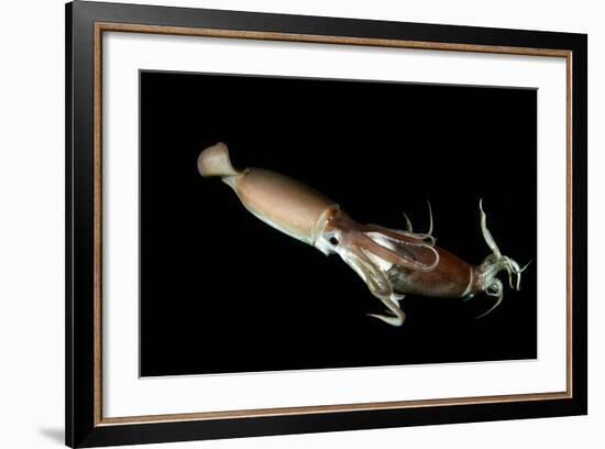 Humboldt Squid (Dosidicus Gigas) Cannibalising Another Squid of the Same Species-Franco Banfi-Framed Photographic Print