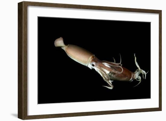 Humboldt Squid (Dosidicus Gigas) Cannibalising Another Squid of the Same Species-Franco Banfi-Framed Photographic Print