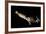 Humboldt Squid (Dosidicus Gigas) Cannibalising Another Squid of the Same Species-Franco Banfi-Framed Photographic Print