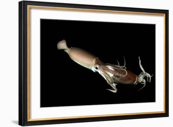 Humboldt Squid (Dosidicus Gigas) Cannibalising Another Squid of the Same Species-Franco Banfi-Framed Photographic Print