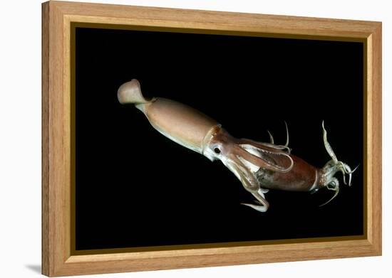 Humboldt Squid (Dosidicus Gigas) Cannibalising Another Squid of the Same Species-Franco Banfi-Framed Premier Image Canvas