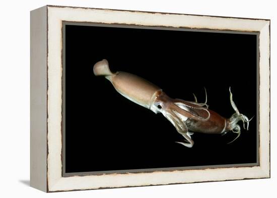 Humboldt Squid (Dosidicus Gigas) Cannibalising Another Squid of the Same Species-Franco Banfi-Framed Premier Image Canvas