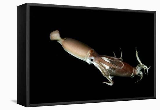 Humboldt Squid (Dosidicus Gigas) Cannibalising Another Squid of the Same Species-Franco Banfi-Framed Premier Image Canvas