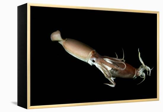 Humboldt Squid (Dosidicus Gigas) Cannibalising Another Squid of the Same Species-Franco Banfi-Framed Premier Image Canvas