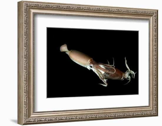 Humboldt Squid (Dosidicus Gigas) Cannibalising Another Squid of the Same Species-Franco Banfi-Framed Photographic Print