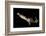 Humboldt Squid (Dosidicus Gigas) Cannibalising Another Squid of the Same Species-Franco Banfi-Framed Photographic Print