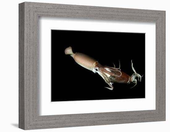 Humboldt Squid (Dosidicus Gigas) Cannibalising Another Squid of the Same Species-Franco Banfi-Framed Photographic Print