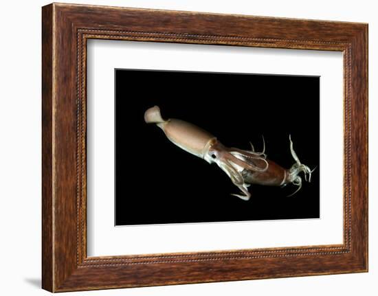 Humboldt Squid (Dosidicus Gigas) Cannibalising Another Squid of the Same Species-Franco Banfi-Framed Photographic Print