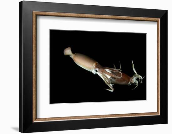 Humboldt Squid (Dosidicus Gigas) Cannibalising Another Squid of the Same Species-Franco Banfi-Framed Photographic Print