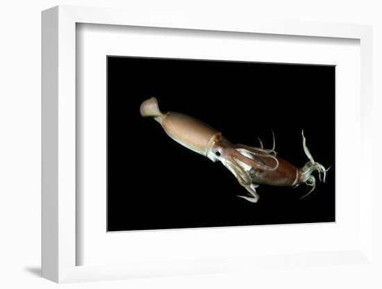 Humboldt Squid (Dosidicus Gigas) Cannibalising Another Squid of the Same Species-Franco Banfi-Framed Photographic Print