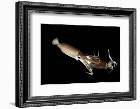 Humboldt Squid (Dosidicus Gigas) Cannibalising Another Squid of the Same Species-Franco Banfi-Framed Photographic Print