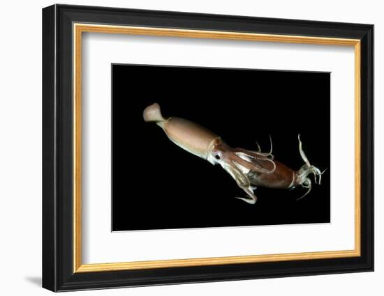 Humboldt Squid (Dosidicus Gigas) Cannibalising Another Squid of the Same Species-Franco Banfi-Framed Photographic Print