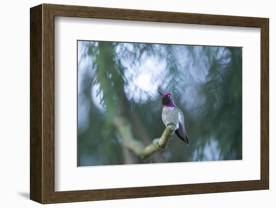 Hummer-Nancy Crowell-Framed Photographic Print