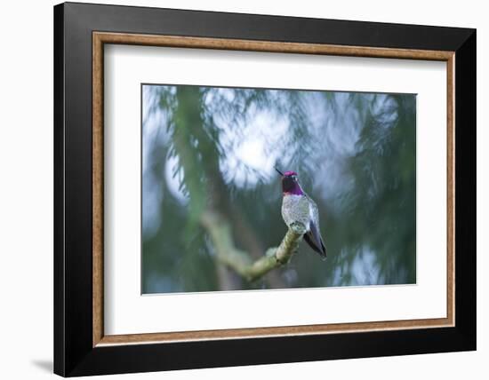 Hummer-Nancy Crowell-Framed Photographic Print