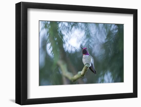 Hummer-Nancy Crowell-Framed Photographic Print