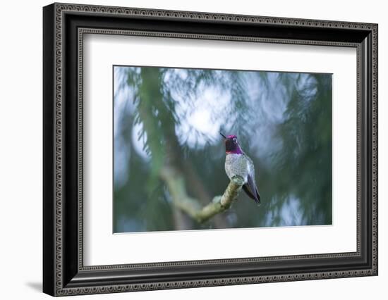 Hummer-Nancy Crowell-Framed Photographic Print