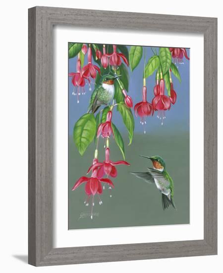 Hummers and Fuchsia-Fred Szatkowski-Framed Art Print