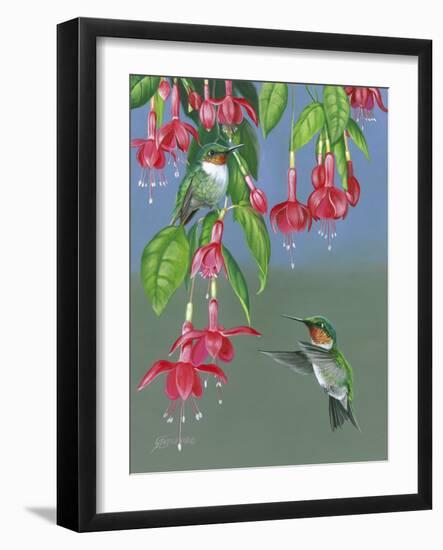 Hummers and Fuchsia-Fred Szatkowski-Framed Art Print