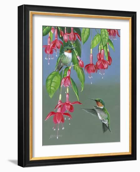 Hummers and Fuchsia-Fred Szatkowski-Framed Art Print