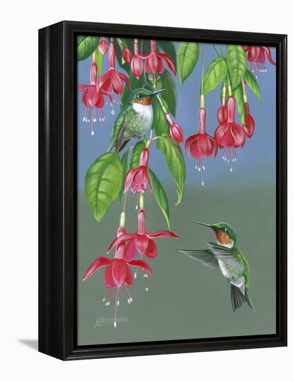 Hummers and Fuchsia-Fred Szatkowski-Framed Stretched Canvas