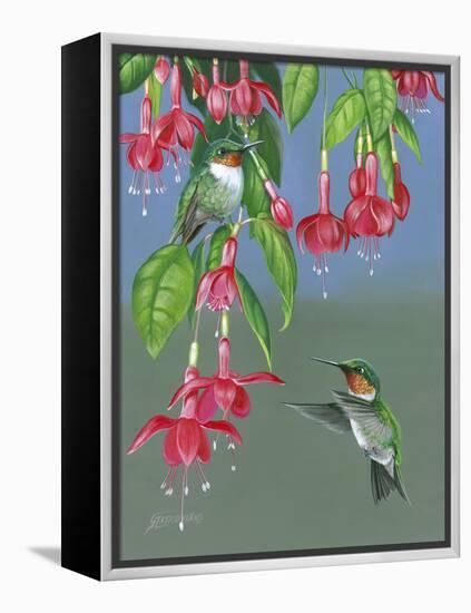 Hummers and Fuchsia-Fred Szatkowski-Framed Stretched Canvas