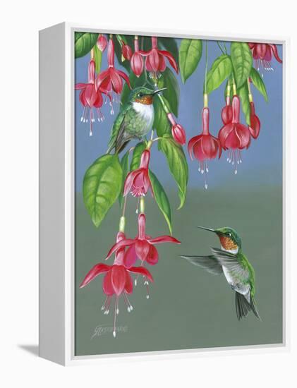 Hummers and Fuchsia-Fred Szatkowski-Framed Stretched Canvas