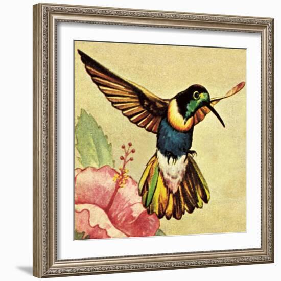 Humming Bird-English School-Framed Giclee Print