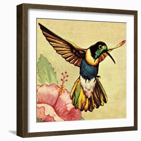 Humming Bird-English School-Framed Giclee Print