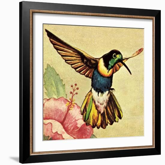 Humming Bird-English School-Framed Giclee Print