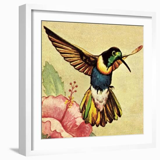 Humming Bird-English School-Framed Giclee Print