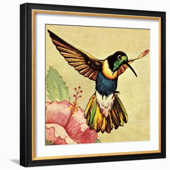 Humming Bird-English School-Framed Giclee Print