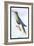 Humming-Bird-Sir William Jardine-Framed Art Print