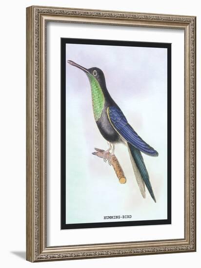 Humming-Bird-Sir William Jardine-Framed Art Print