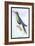 Humming-Bird-Sir William Jardine-Framed Art Print