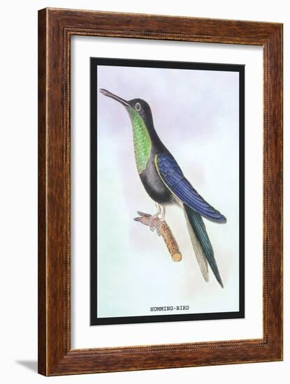 Humming-Bird-Sir William Jardine-Framed Art Print