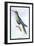 Humming-Bird-Sir William Jardine-Framed Art Print