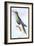 Humming-Bird-Sir William Jardine-Framed Art Print