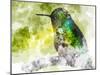 Humming Bird-Chamira Young-Mounted Art Print