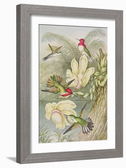 Humming Birds Among Tropical Flowers-null-Framed Giclee Print