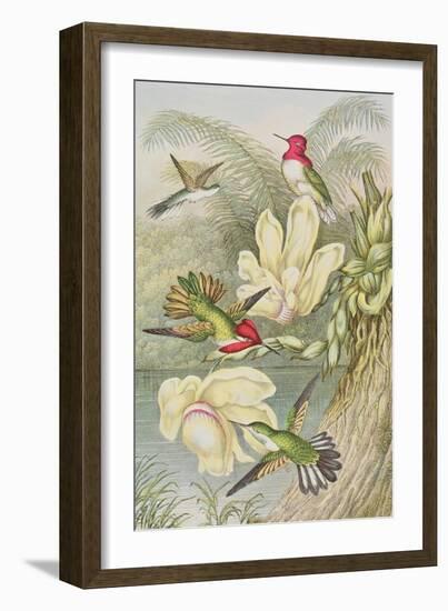 Humming Birds Among Tropical Flowers-null-Framed Giclee Print