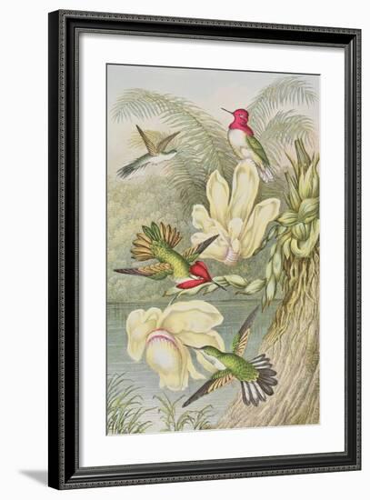 Humming Birds Among Tropical Flowers-null-Framed Giclee Print